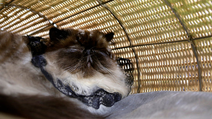 BACO SLITTE Luxury Cat Bed with Slitte in Midolino | Brando Design