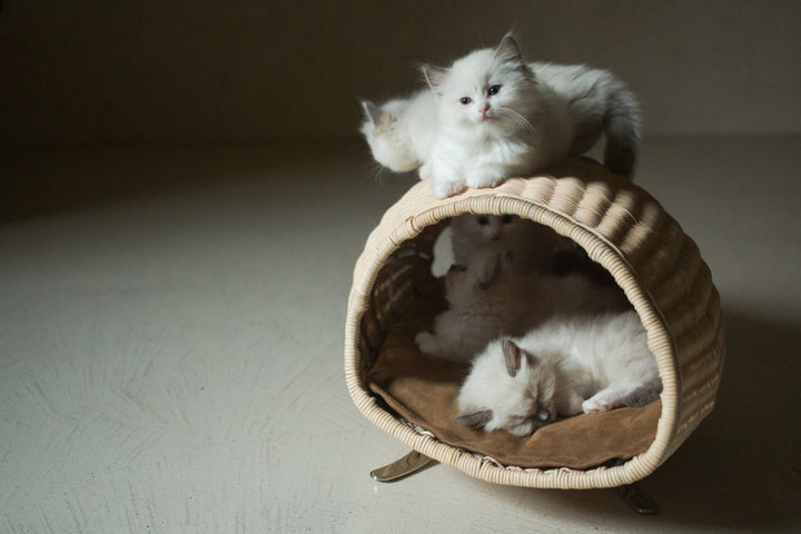 BACO SLITTE Luxury Cat Bed with Slitte in Midolino | Brando Design