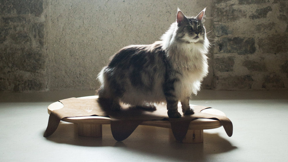 BAIE Carpet for Cat and Dog Beds | Brando Design