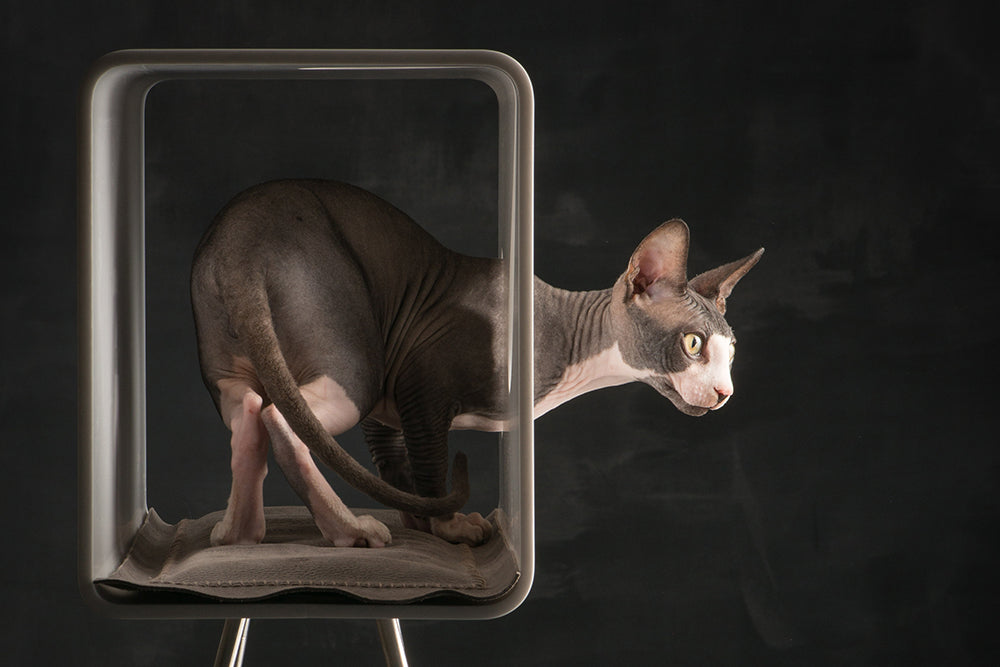 CAT60 Plexiglass Luxury Cat Bed with Pedestal | Brando Design