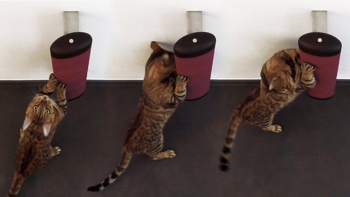 FUSO Wall Scratching Post for Cat in Wood | Brando Design