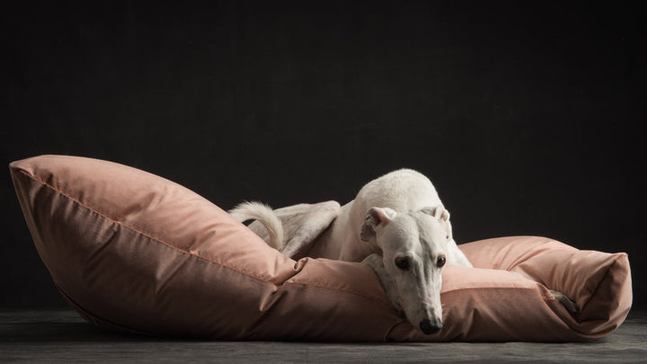 LOTO Luxury Cushion for Bed Pets | Brando Design