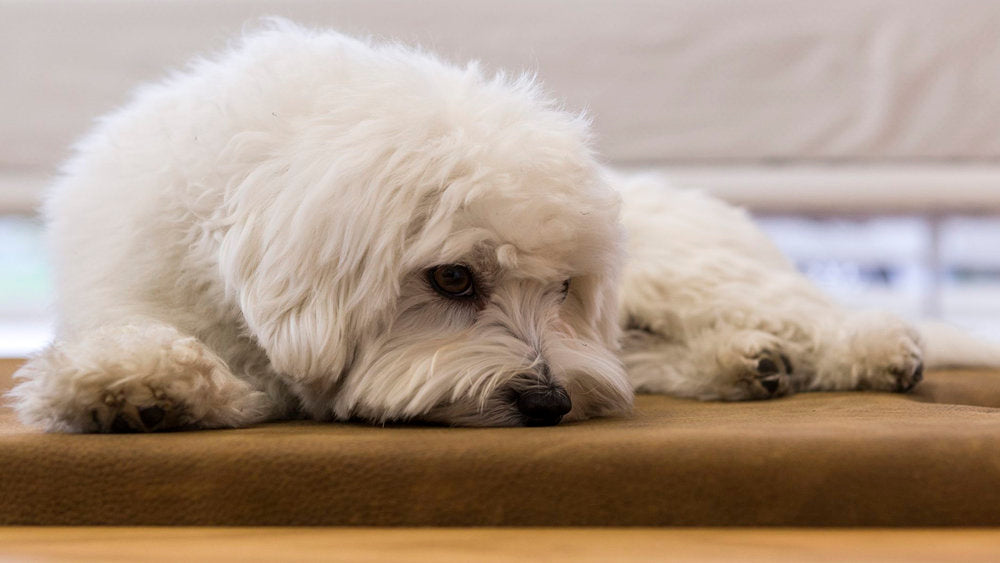 MIRA 3 Luxury Wooden Cat and Dog Bed with Pillow | Brando Design
