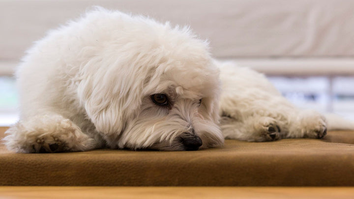 MIRA 3 Luxury Wooden Cat and Dog Bed with Pillow | Brando Design