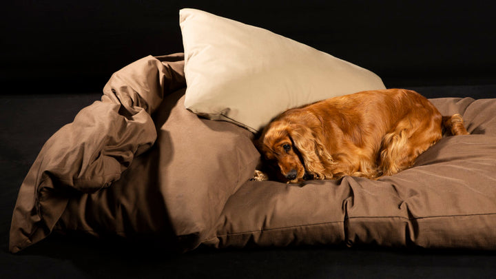 Loto Luxury Quilt with Cushion for Pet Beds | Brando Design