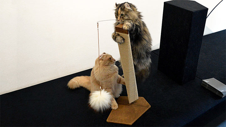 TORRE Innovative Scratching Post for Cat in Wood | Brando Design