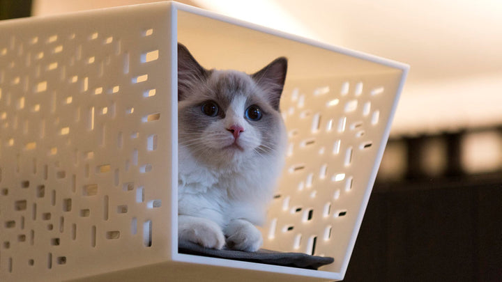 TUNNEL Luxury Wall Cat Bed Wall in Betacryl | Brando Design