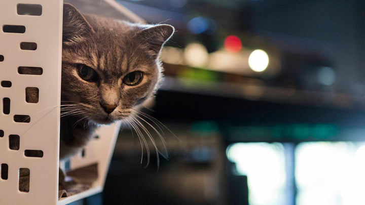 TUNNEL Luxury Cat Bed in Betacryl with Pedestal | Brando Design
