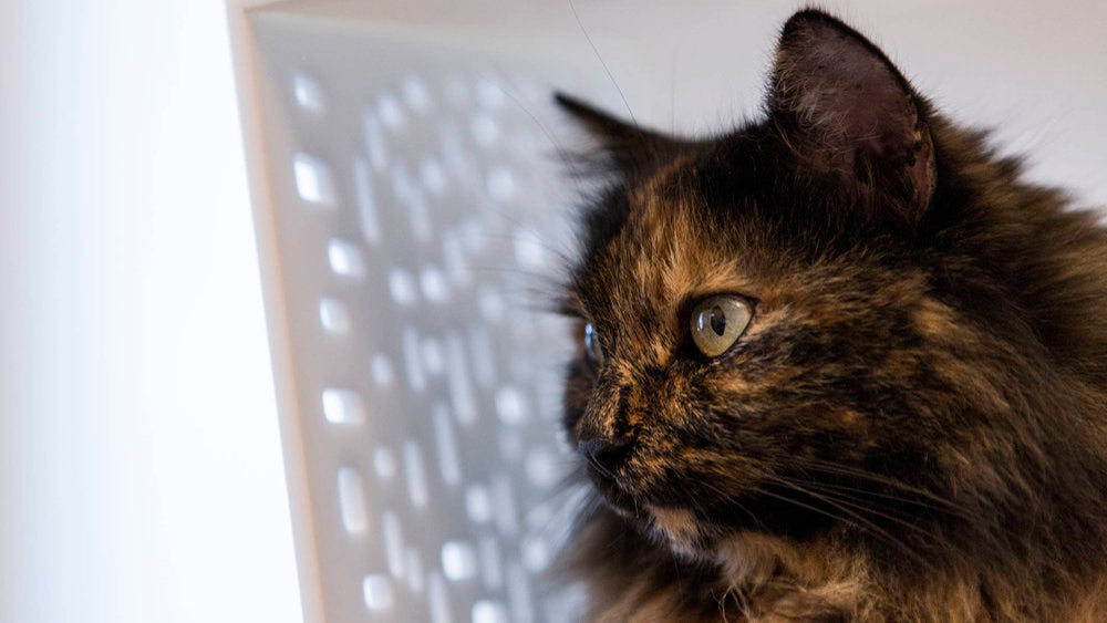 TUNNEL Luxury Cat Bed in Betacryl with Pedestal | Brando Design