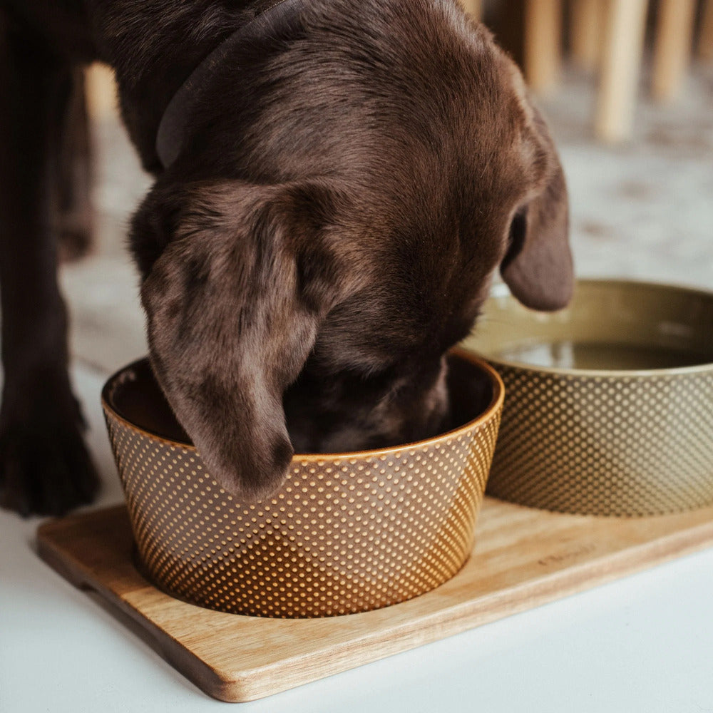 Dog Bowl Alain by Cloud7 – Elegant Design for Modern Pets