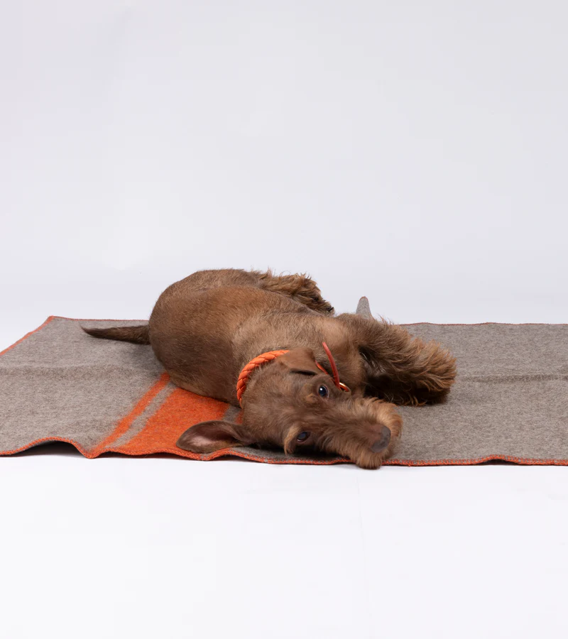 Ansel Blanket Recycled Wool for Pets 2.8 Duepuntootto Design for Dogs