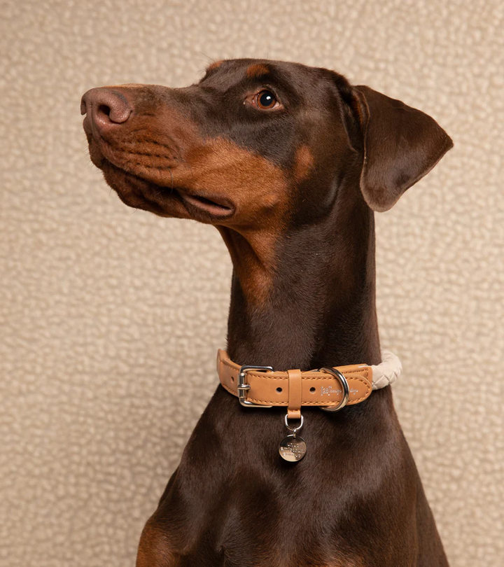 Ferdinando Dog Collar in Microfiber | 2.8 Duepuntootto Design for Dogs
