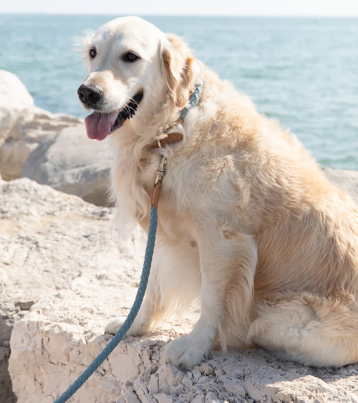 Ferdinando Braided Leather Leash for Dog | 2.8 Duepuntootto