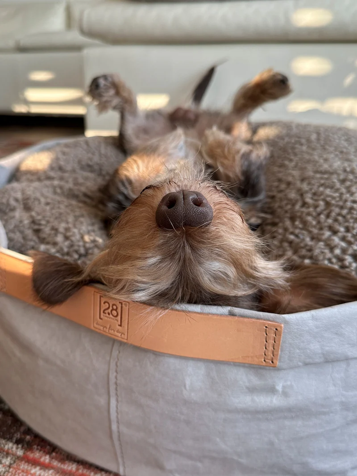 Irving – Cushion in Paper for Pets | 2.8 Duepuntootto Design for Dogs