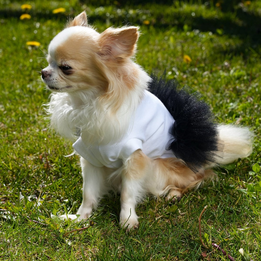 Miss Vanity Stylish Dress For Female Dog | Vanity Pet