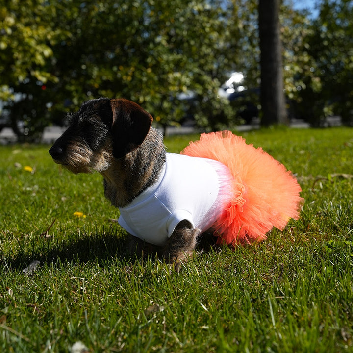 Miss Vanity Stylish Dress For Female Dog | Vanity Pet