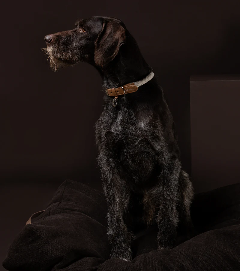 Ferdinando Dog Collar in Microfiber | 2.8 Duepuntootto Design for Dogs